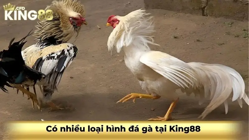 Có nhiều loại hình đá gà tại King88 